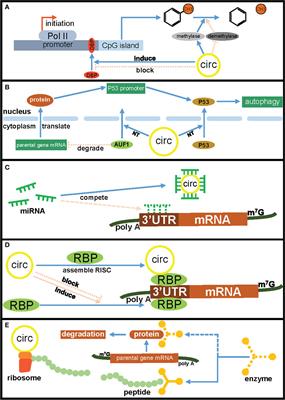 Circular RNAs regulate parental gene expression: A new direction for molecular oncology research